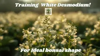 Initial training of white Desmodium