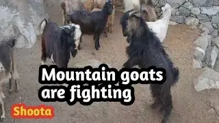 mountain goats are fighting || haramosh valley shoota || village life