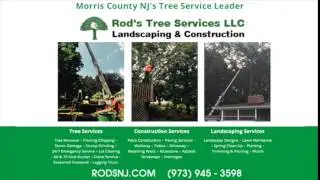 Tree Trimming Morris Plains NJ