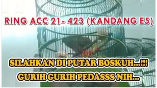 Perkutut Bangkok Lomba | Ring ACC 21-423 Kandang E-5