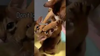 You can&rsquo;t look! 👀 Abyssinian kittens playing #abyssinian #catlovers #funnycats