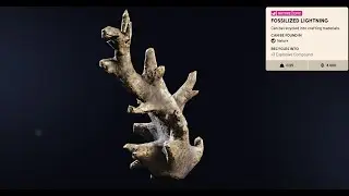 Fossilised lightning!