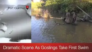 Exclusive Footage: 2013 Port Guichon Gosling's Dramatic First-Swim