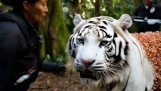 Watch This Rare White Lion's Emotional Rescue Mission!
