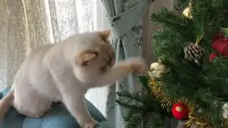 Animalsdt  white cat bats at ornaments on christmas tree