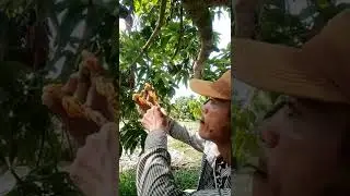 Traps bird by Leaves sounds 😱😱