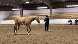 Painted Bythe Master, 2 year old longe line, Spanaway, Washington, 10/21