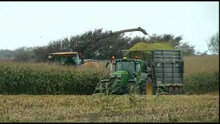 Anglesey Maize in 2025 with New Holland FR 920.