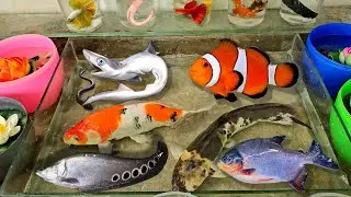 Video bắt cá cảnh đẹp, cá trân châu, cá ba đuôi, cá bình tích, cá betta, tôm