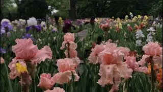 Virtual Tour May 10, 2021: Chinese Garden, Irises, Victoria Water Lilies