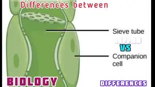 Sieve tubes vs companion cells Differences #cellbiology #biology