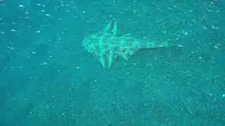 Angel Sharks