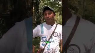 El &aacute;rbol sagrado de los mayas  vida, supramundo e inframundo