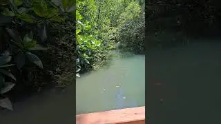 Dhani nallah mangrove walk &beach#Middle Andaman 🏝🏝