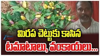 Tomatoes and Eggplants Grown on a Chili Tree In NTR District |మిరప చెట్టుకు కాసిన టమాటాలు, వంకాయలు..