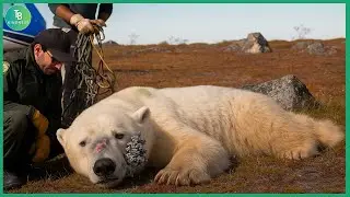 Animals That Asked People for Help & Kindness Caught On Camera! Best moments of 2025 #57