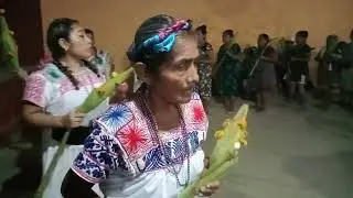 Costumbre del Elote, pisaflores ixhuatlan de madero Veracruz.