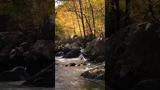 Did someone say forest? #nature #this #water #running water #forestvideos