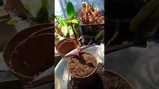 Реанимации филодендрона #цветы #plants #сад #reptiles #garden #растения
