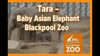 Meet Tara &ndash; The Adorable Baby Elephant at Blackpool Zoo