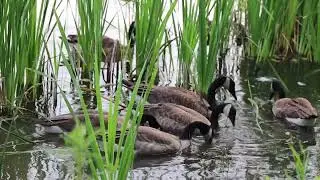 Flock of Goose Eating on the Lake Water &middot; Free Stock Video