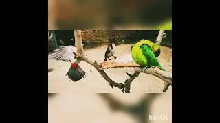 Bird's Party / 10 food items for Plum Headed Parrot  Parrot diet / How to catch parrot in 1 minute ?