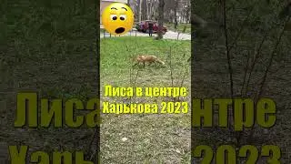 #fox #лиса #nature