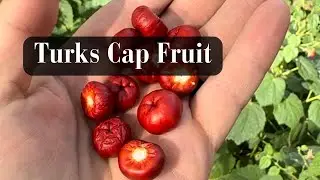 Турки Кэп Фрут