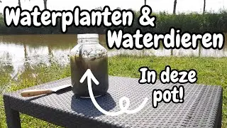 Zoetwater Ecosphere | Ecologie in een potje!