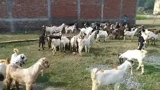 Lutra sharif bilaspur goat farm chhattisgarh 