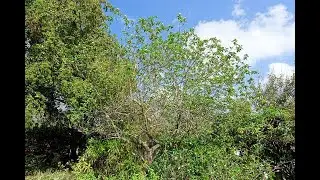 Garden Answer: Cordia Boissieri