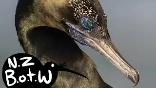 Little black shag - New Zealand Bird of the Week