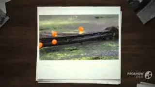 Hemitrichia calyculata - fungi kingdom