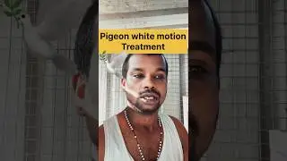 Pigeon white motion treatment #petsworld #pigeon #love #best
