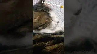 Şu şirinliğe bağk yağ