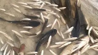 Cute Animals video P56 Plecostomus Cute Tilapia Gold Carp Crab Shrimp Fish video 2026