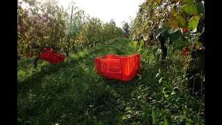 R&eacute;va - Annata 2019