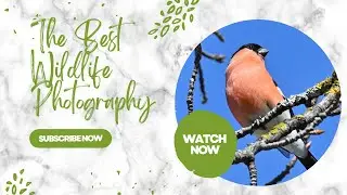 THE BEST WILDLIFE PHOTOGRAPHY📍Bent Photography 🇧🇻