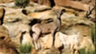Endangered Animals - Bighorn Sheep - Mansour