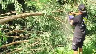 Traditional Tree Climbing Skills in Rural Life #RuralAgriculture #TraditionalFarming