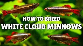 White Cloud Mountain Minnow Breeding (SUPER SIMPLE!)