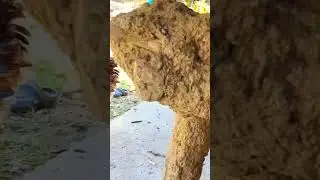 Giant Rooster 🐓 #nature #animals #shorts #birds #wild #amazing #ave #chicken #gallo #farm #relaxing