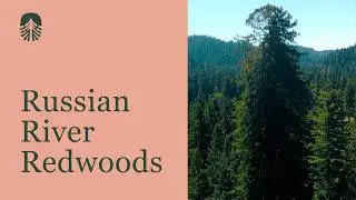 Russian River Redwoods