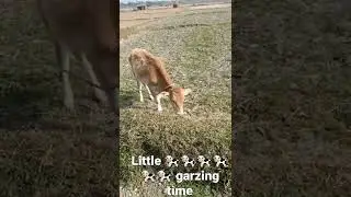 🐄🐄🐄🐄🐄🐄🐄 little one garzing time / #shorts try something new to watch