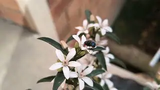 After the Strong Winds, Philotheca, Apricot Pollinating, Mint, Composting - Reverse Homesteading