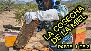 COSECHANDO LA MIEL CON EL PROF. SERGIO GONZALEZ.  #MIEL #DEABEJA. 