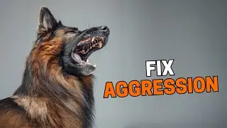 Help! My German Shepherd Is Becoming Aggressive (Step-by-Step Solutions)