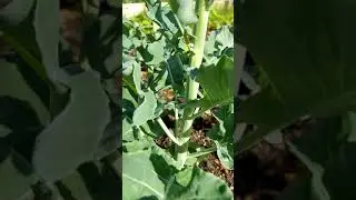 First Broccoli Harvest