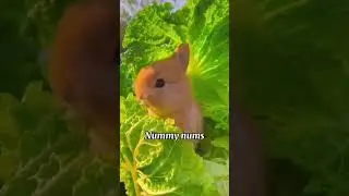 Yummy #bunny #bunnystory