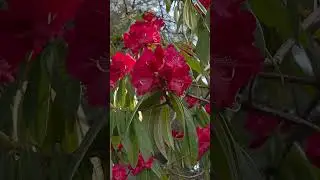 Red Rhododendron flower